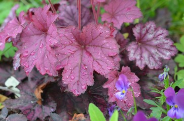 Purple leaves of Heuchera 'Wild Rose'