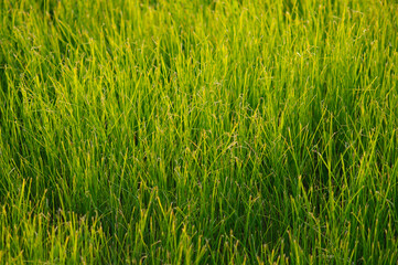 Green and juicy spring grass in the soft light from the setting sun. Glow in the grass, natural background