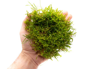 Hand mit Moos isoliert auf weißem Hintergrund