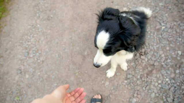Unrecognizable person owner hand feeding funny smart hungry puppy dog with treat as reward for good behavior. Training of pet dog border collie. Owner with cute playful dog outdoors
