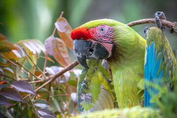 インコのポートレート