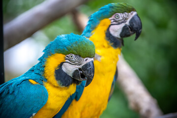 ルリコンゴウインコのポートレート