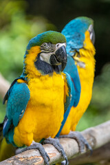 ルリコンゴウインコのポートレート