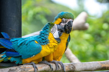 ルリコンゴウインコのポートレート