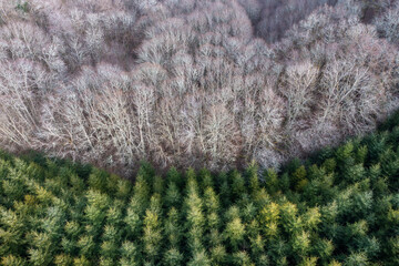 Forêt de feuillus et de conifères