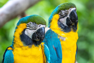 ルリコンゴウインコのポートレート