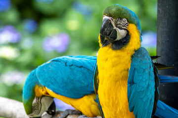 ルリコンゴウインコのポートレート