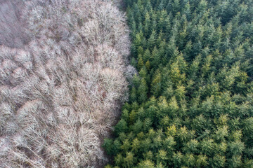 Forêt de feuillus et de conifères