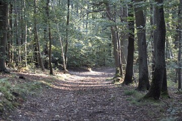 path in the forest