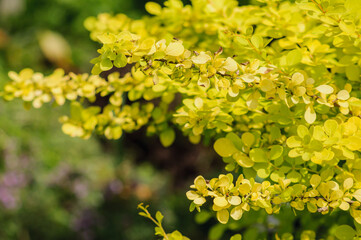 Spring branches of yellow barberry lit by the bright sun, prickly ornamental bush in the garden. selective focus, nature background