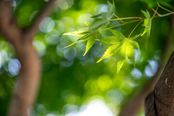 緑のモミジ　初夏のイメージ