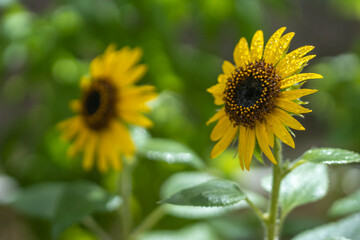 ひまわりの花　夏のイメージ