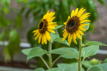 Obraz premium ひまわりの花 夏のイメージ