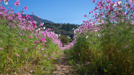 Obraz premium コスモスの花 秋のイメージ