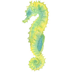 Colorful seahorse. Hand painting watercolor illustration.