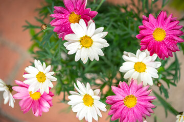 Fototapeta premium マーガレットの花