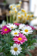 Fototapeta premium マーガレットの花