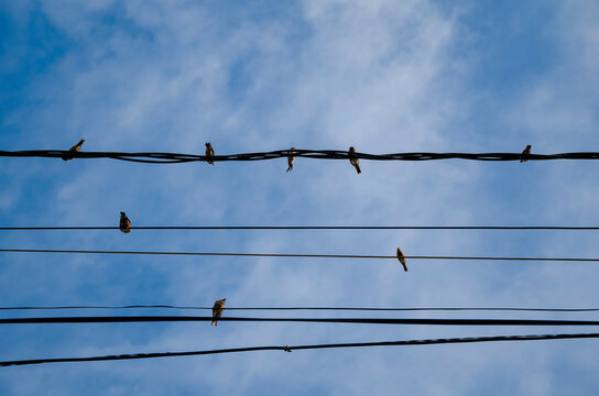 birds on wires against the blue sky