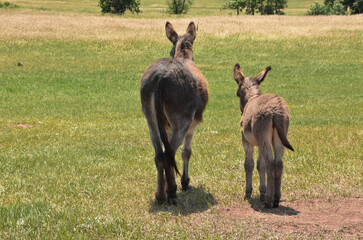 Backend of a Baby and Adult Burro in a Field