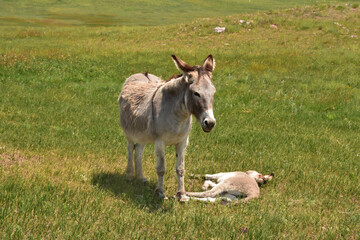 Mother and Baby Burro Standing in a Valley