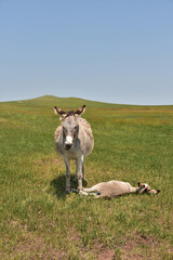 Sleeping Baby Burro with its Mom in a Field