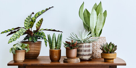 Stylish composition of home garden interior filled a lot of beautiful plants, cacti, succulents,...
