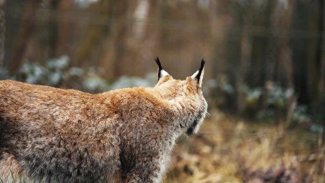 Lynx walking in the forest