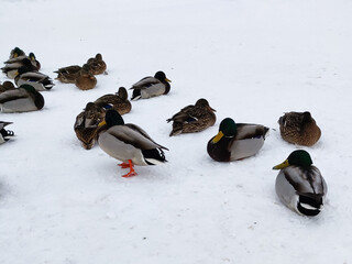 Fototapeta premium ducks and pigeons sit in the snow on the river bank