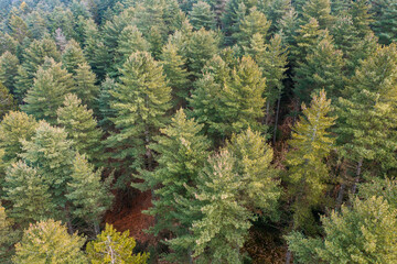 Fototapeta premium Un forêt de sapin en vue aérienne