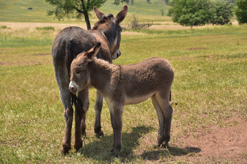 Sweet Burro Family Standing Together on a Summer Day