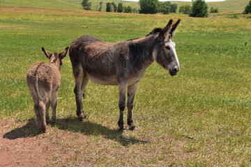 Mother and Baby Burros Standing Together in a Valley