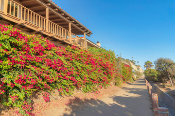Bougainvillea wall near the dirt path at San Clemente, California