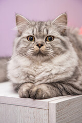  Cute Persian cat portrait sitting on the dresser