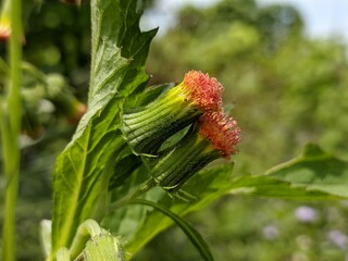 Sintrong plants (Crassocephalum crepidioides) grow wild in the tropical climate of Borneo