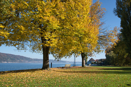 Herbst am Ufer von Bodman am Bodensee