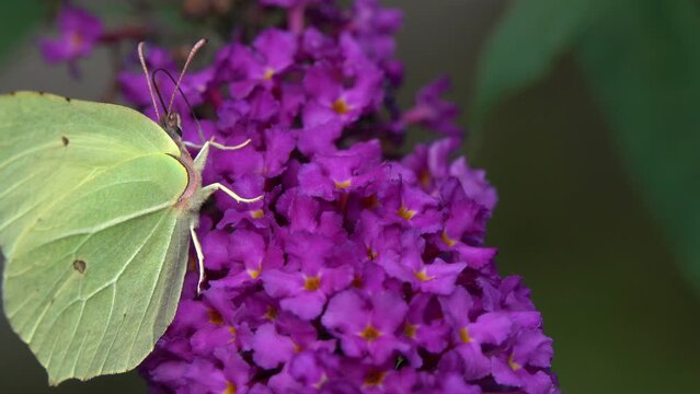 Beautiful yellow Butterfly collects nectar on a Buddleja flower. Common Brimstone (Gonepteryx rhamni) Butterfly. Blooming Buddleja Davidii flower