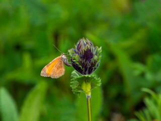 Orange night butterfly Stamnodes danilovi (Larentiinae) sits of the flower. Altai region, Siberia.