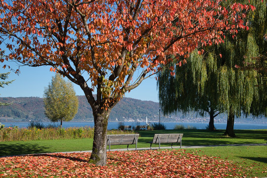 Herbst am Ufer von Bodman am Bodensee