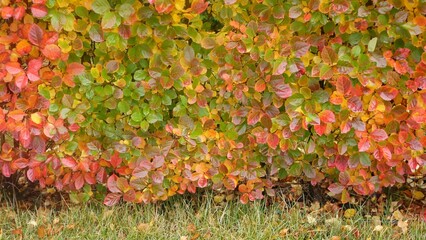Yellow autumn leaves, orange fall leaf in ornamental garden. Leafage in park in september, october or november. Seasonal colorful foliage. Natural floral background. Trimmed bush or shrub plant wall.