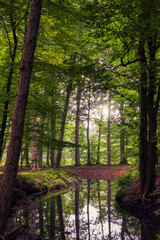 A stream runs through a forest with overhanging trees in the Netherlands