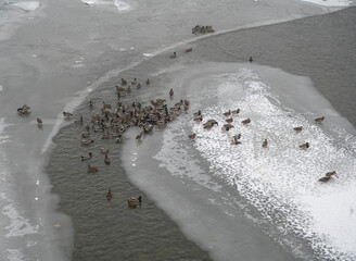 Flock of wild mallard ducks