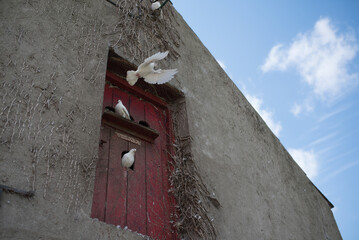 white pigeon flying