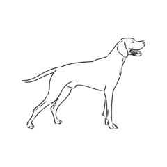Dog Hand Drawn. Pointer. Vector illustration isolated