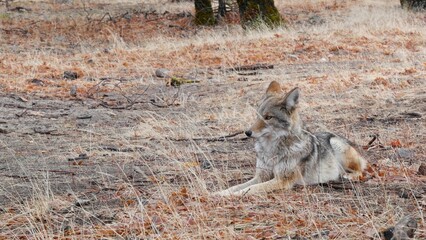 Wild furry wolf, gray coyote or grey coywolf, autumn forest glade, Yosemite national park wildlife, California fauna, USA. Carnivore undomesticated predator, hybrid dog like animal in natural habitat.