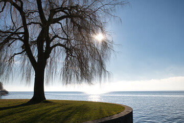 Baum in der Wintersonne am Bodensee