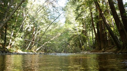 Big Sur River flowing in green forest, woodland or grove. Hiking or trekking in woods, California nature, USA. Fresh rocky creek, stream rippled water surface. Seamless looped cinemagraph, low angle.