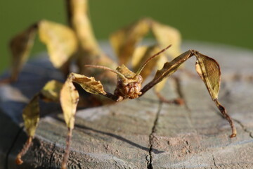 le phasme scorpion