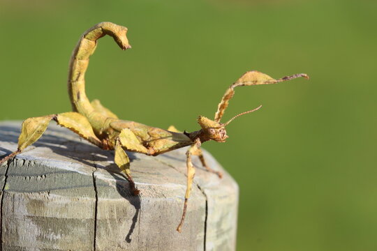 le phasme scorpion