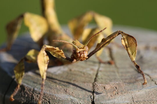 le phasme scorpion