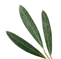 Photo of green olive leaves isolated on white background